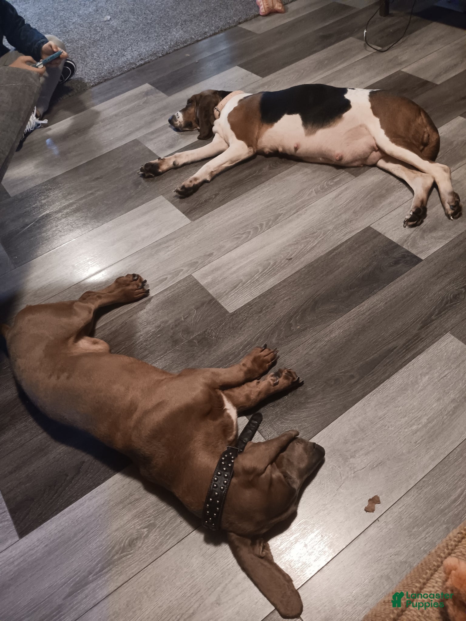 Basset Hound dogs for sale: Tucker  - Ad 5