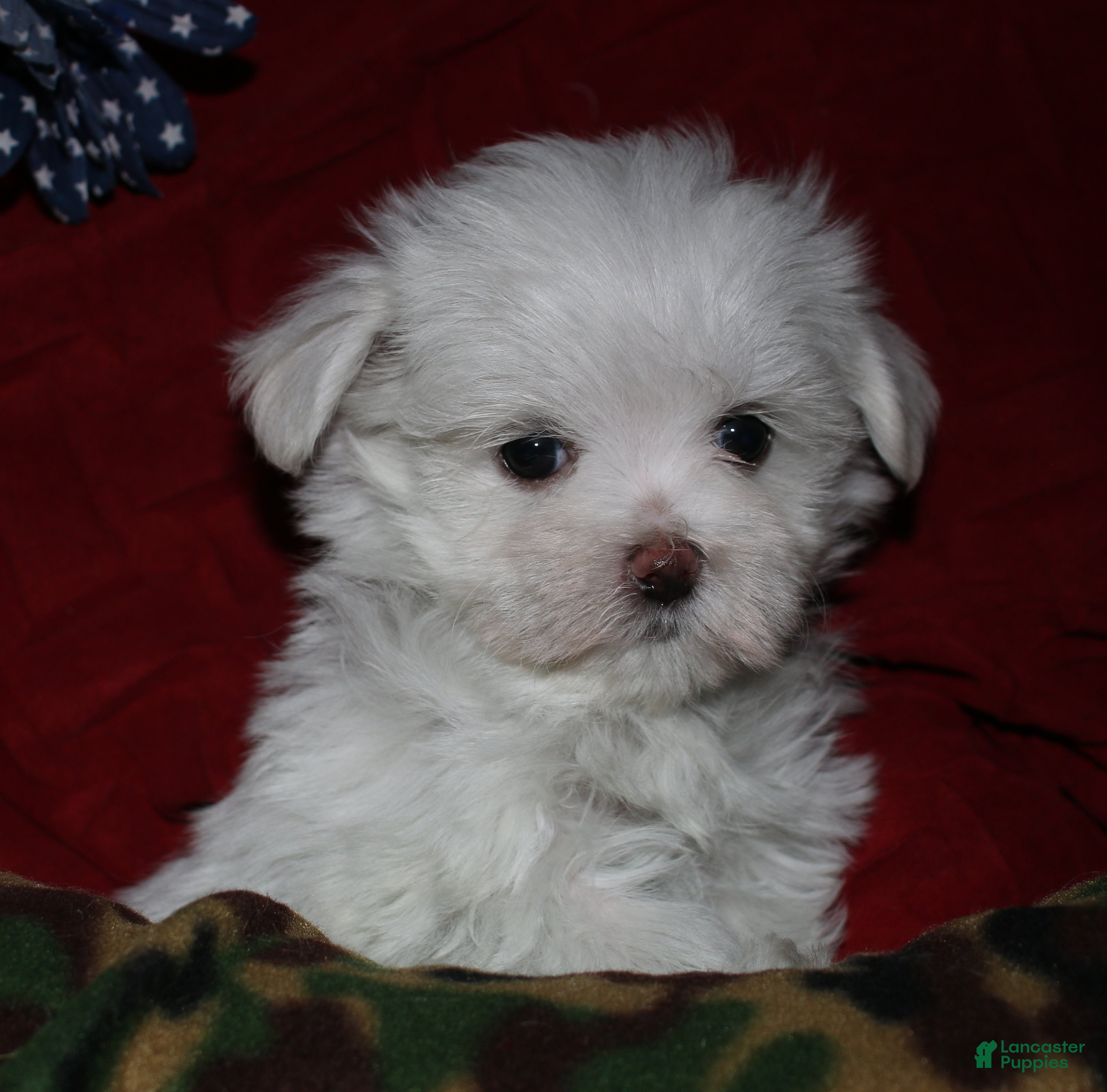 Maltese dogs Chester - Ad 2