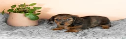Miniature Dachshund dogs for sale: Bella  - Ad 4