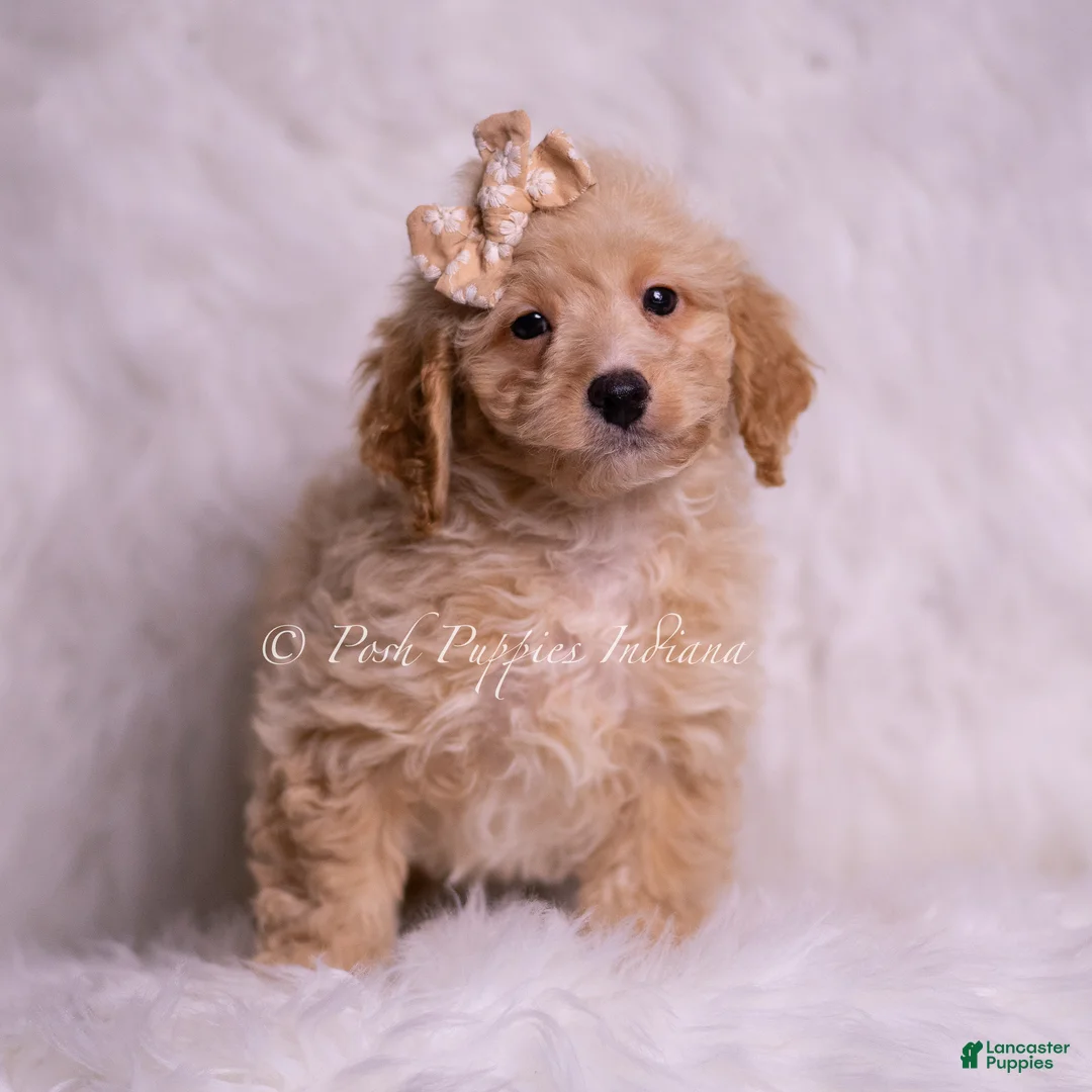 Mini Goldendoodle dogs for sale: Leo  - Ad 2