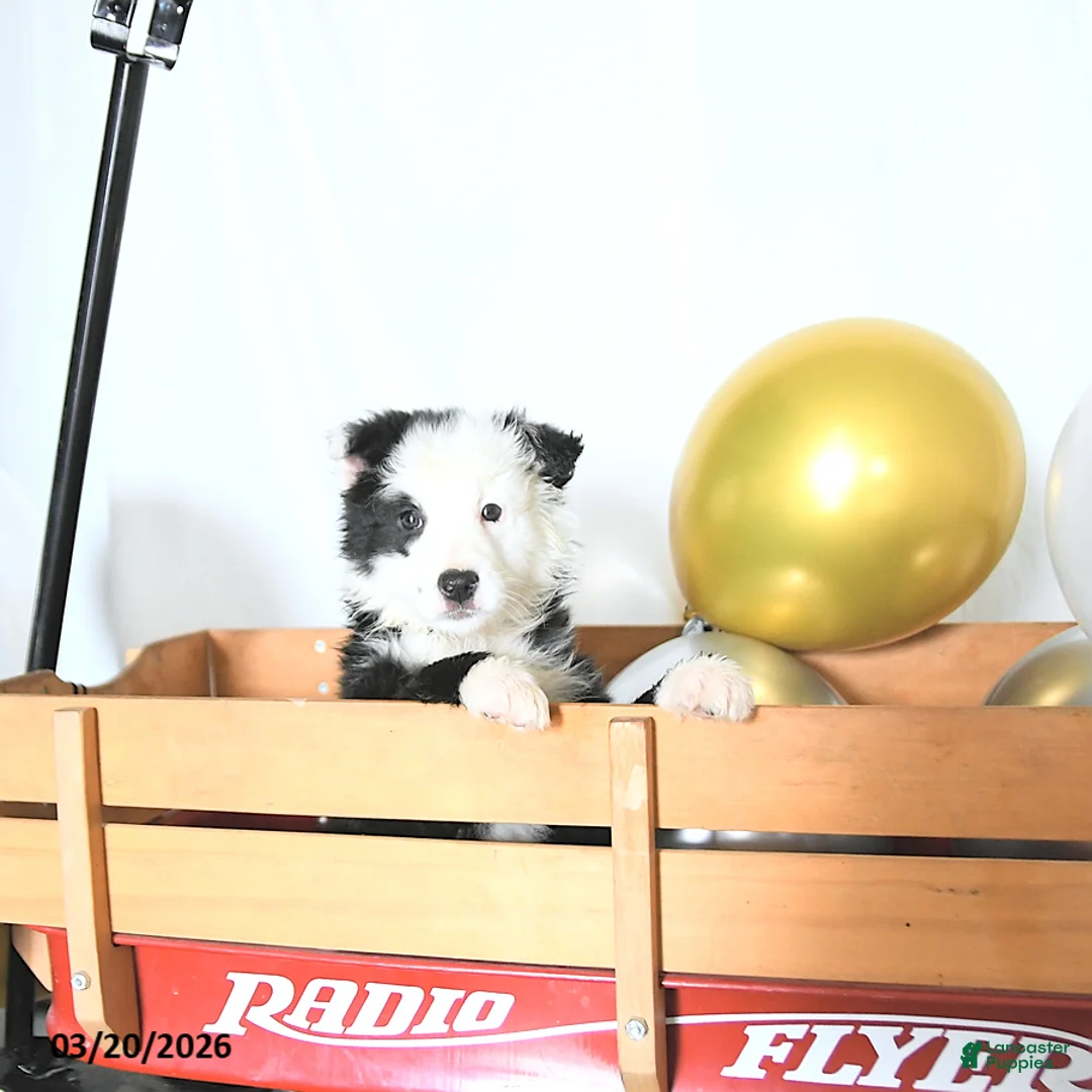 Border Collie dogs for sale: Finnley - Ad 3