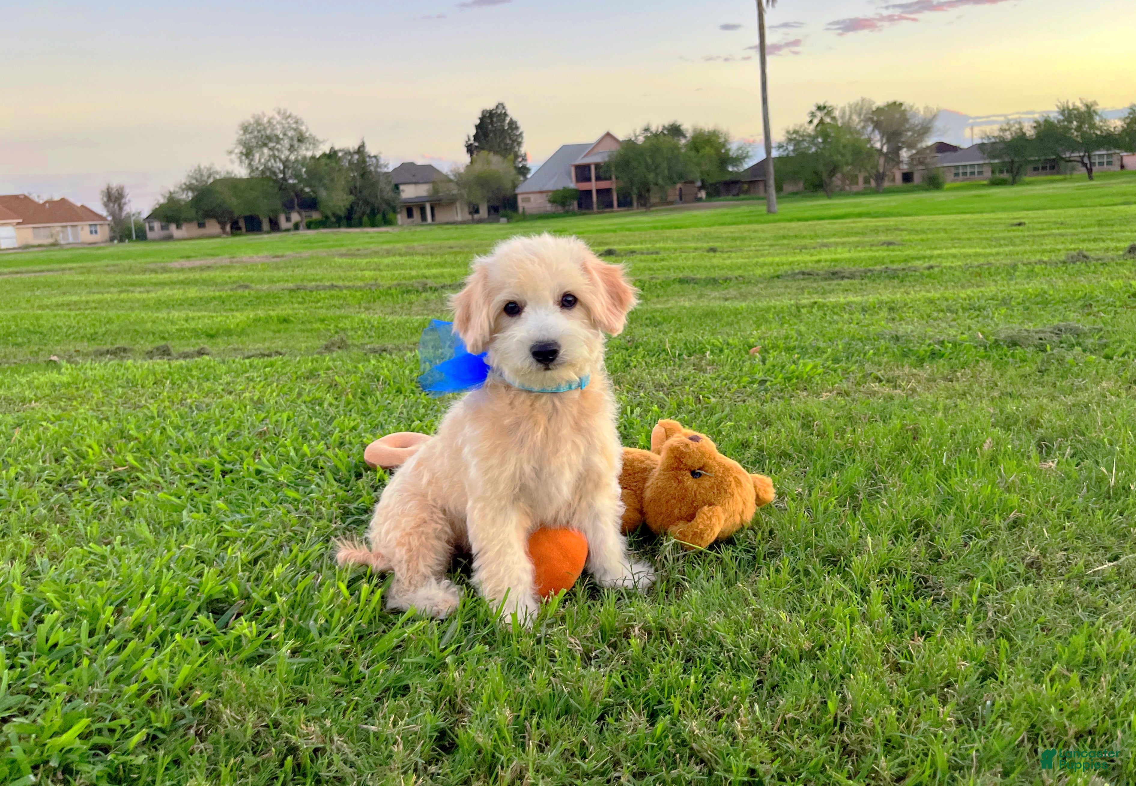 Maltipoo dogs Peanut - Ad 2