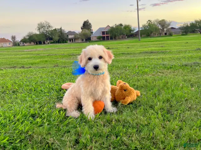 Maltipoo dogs for sale: Peanut - Ad 2