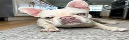 French Bulldog dogs for sale: Midnight Groove’s One In A Million-Merle - Ad 3