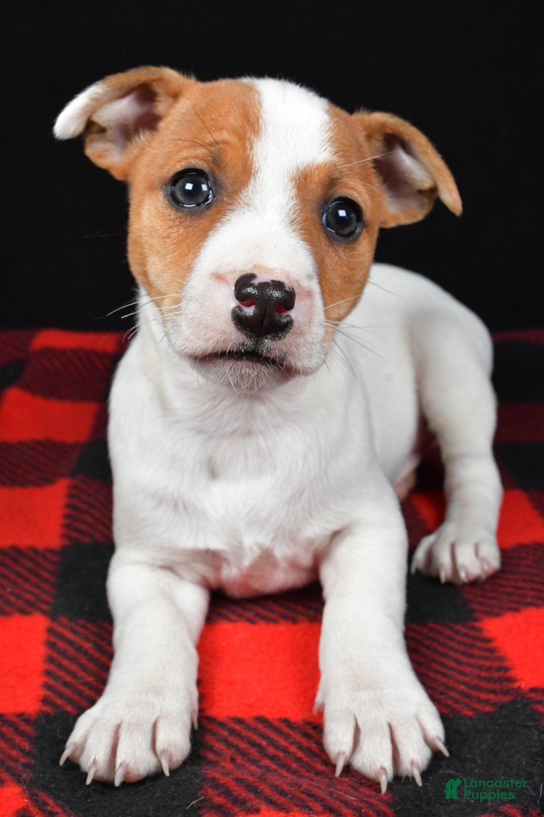 Jack Russell Terrier dogs for sale: Muffin - Ad 8