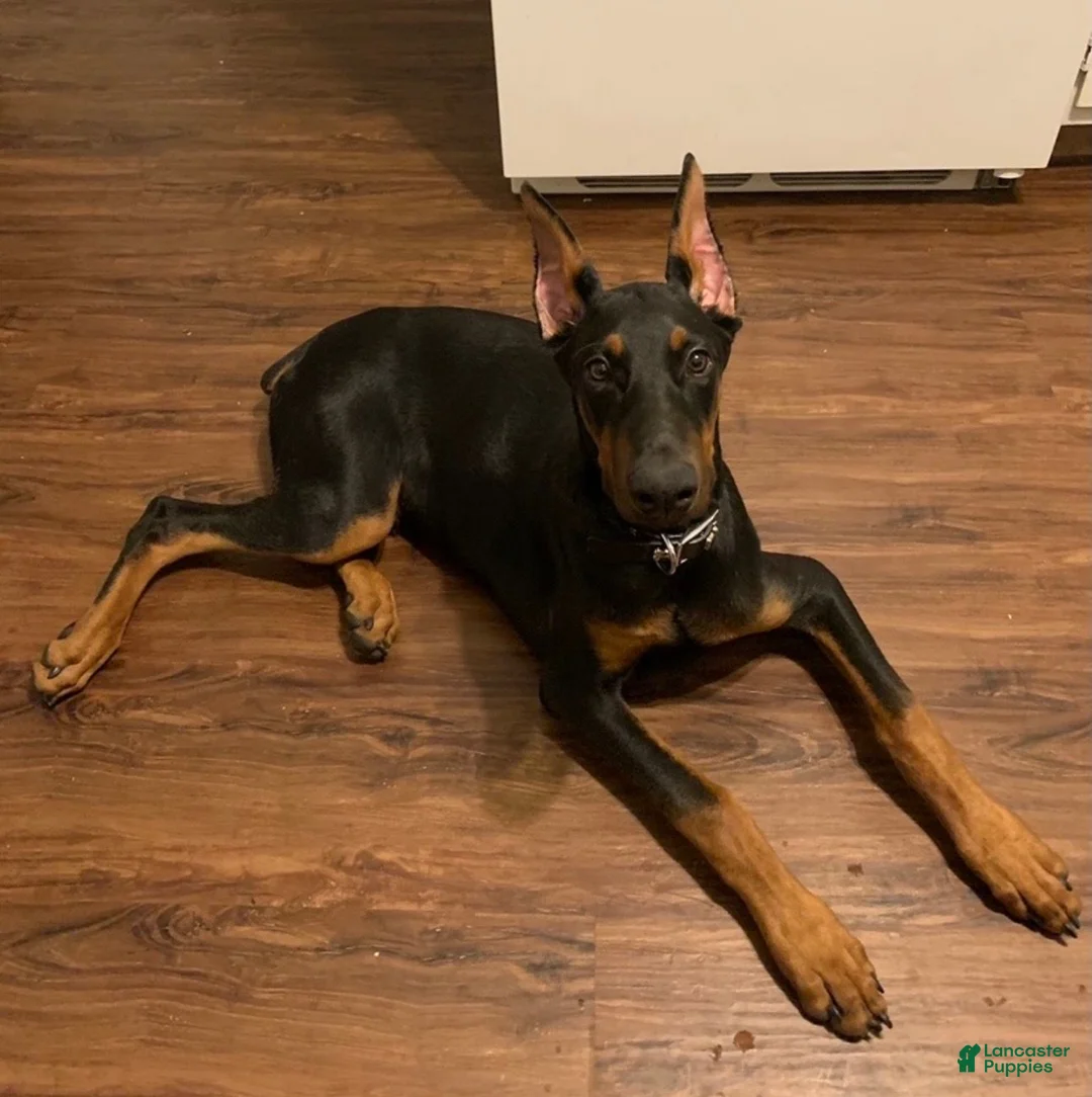 Doberman Pinscher dogs for sale: Willow - Ad 3