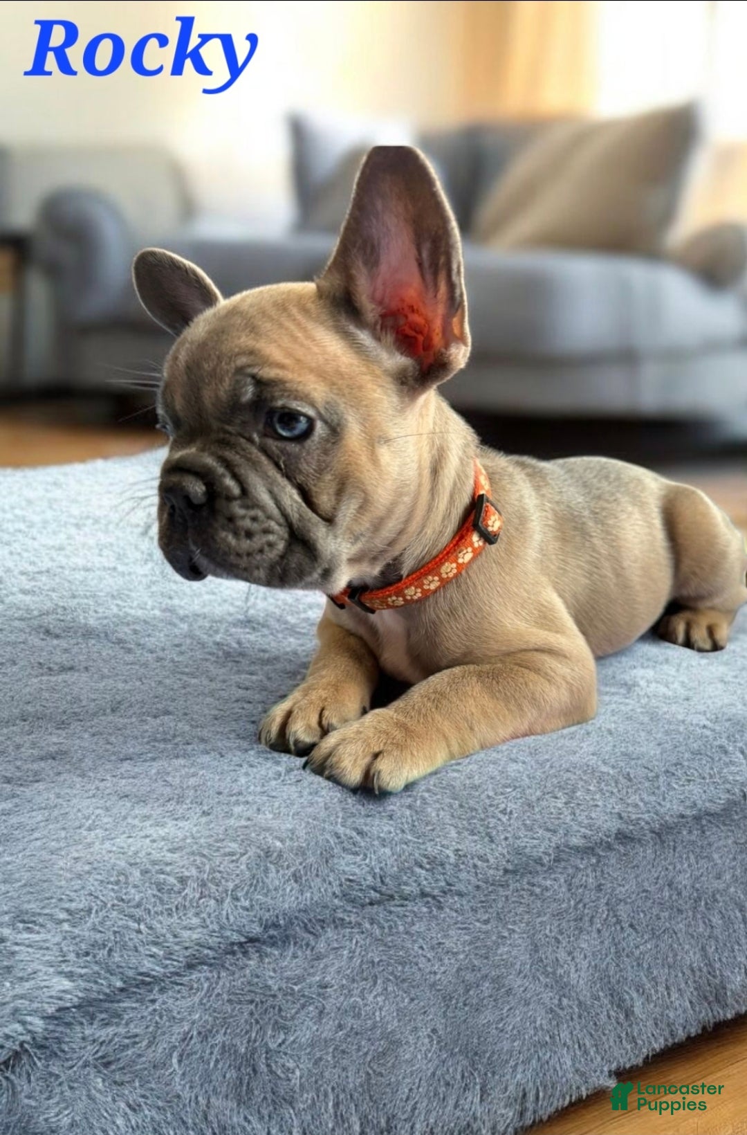 French Bulldog dogs for sale: Rocky French Bulldog  - Ad 1