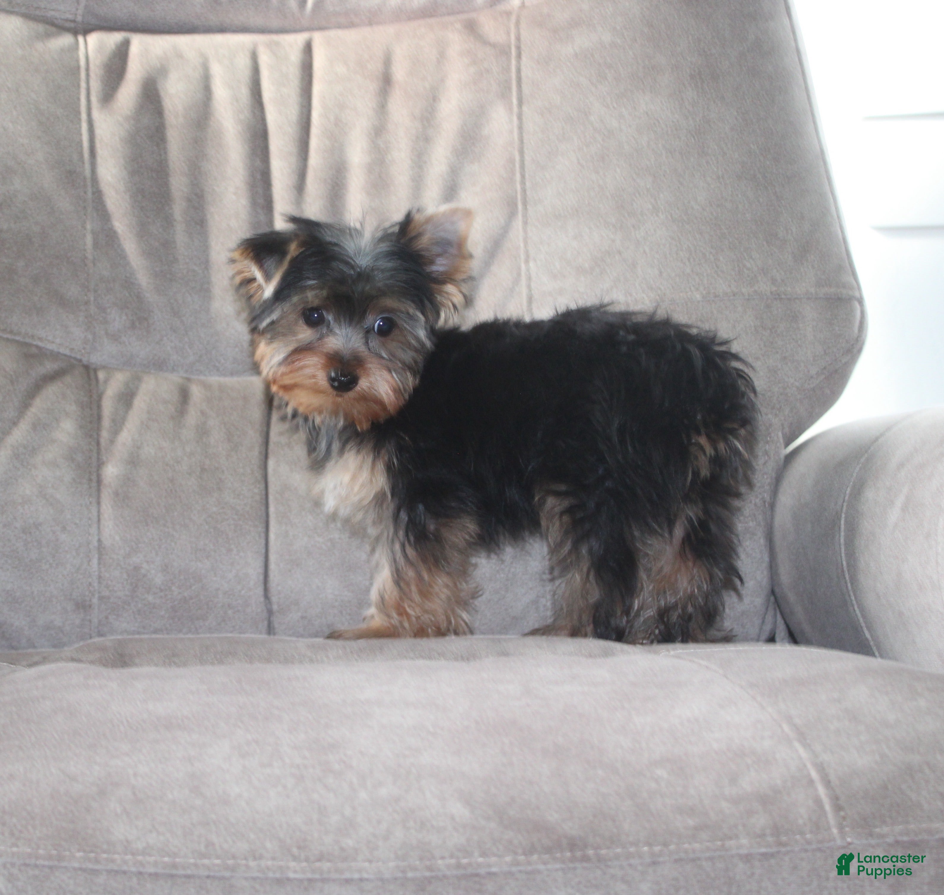 Yorkshire Terrier dogs Benji - Ad 2