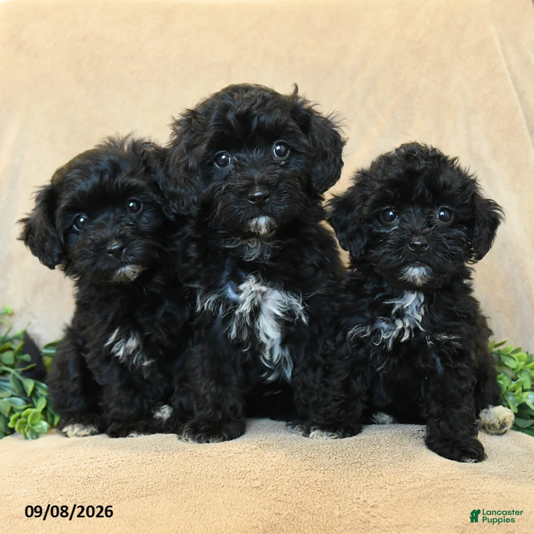 Havapoo dogs for sale: Bouncer - Ad 5