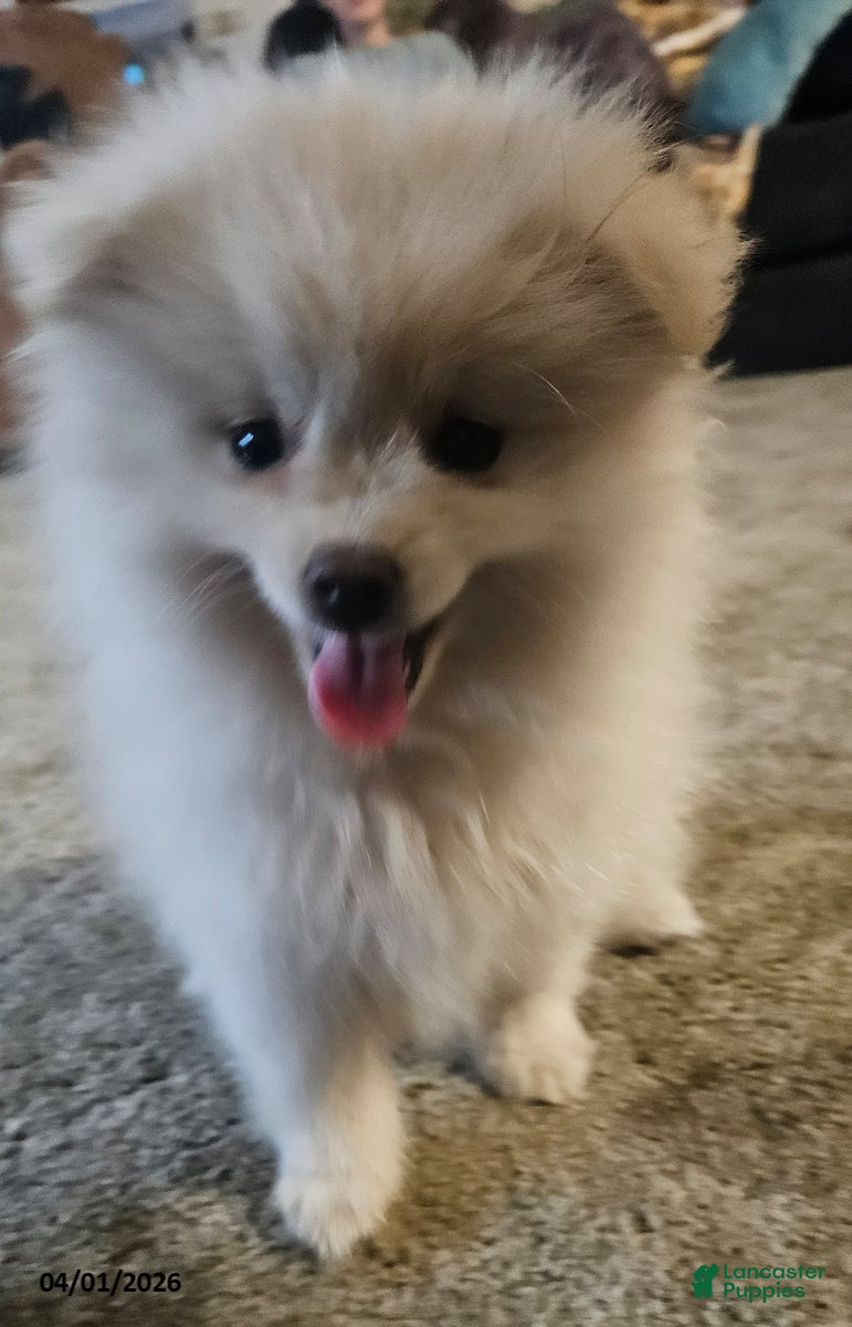 Pomeranian dogs Cassie   - Ad 2