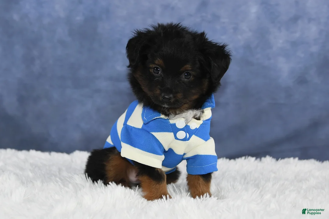 Toy Australian Shepherd dogs for sale: Bronson - Ad 15