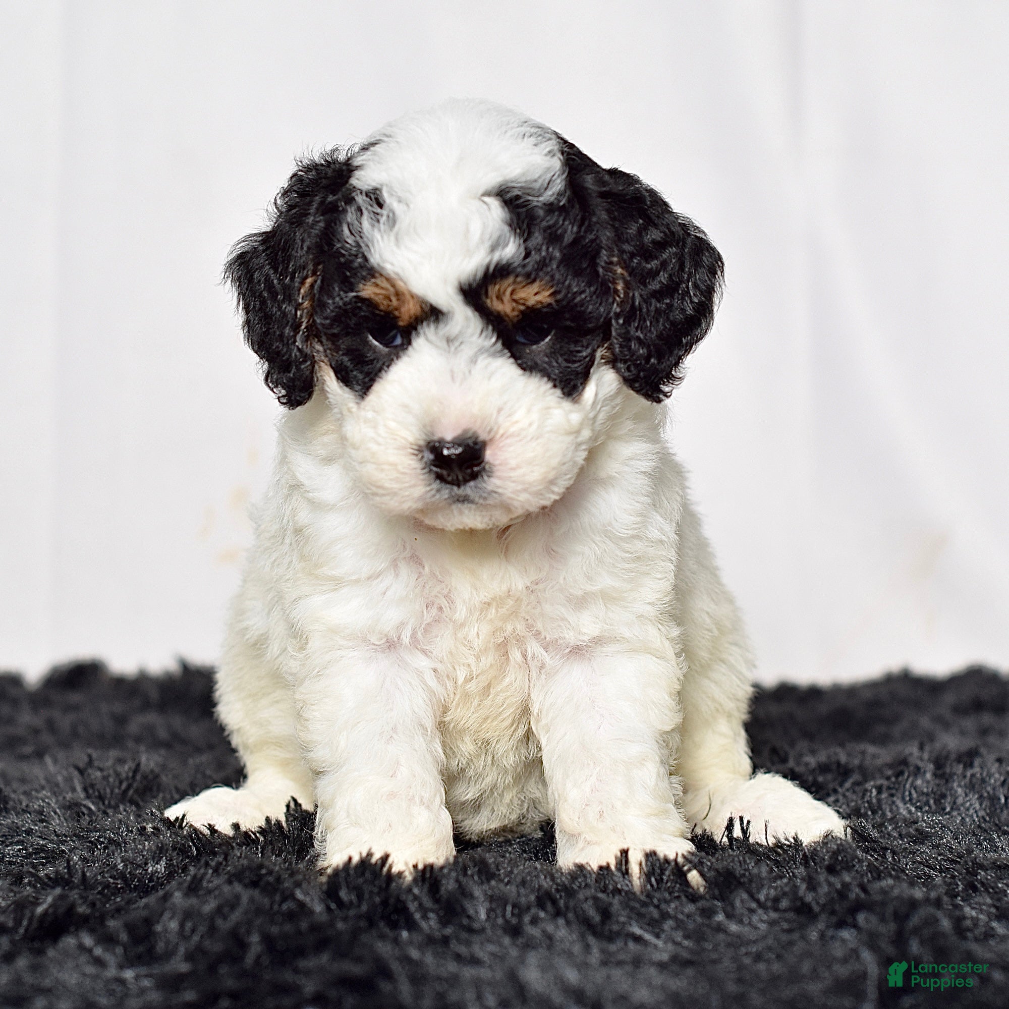 Mini Goldendoodle dogs for sale: Ms. Kida - Ad 4
