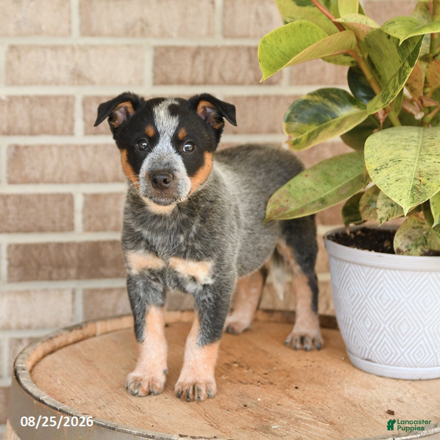 Australian Cattle Dog dogs Murphy - Ad 2