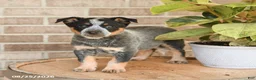 Australian Cattle Dog dogs for sale: Murphy - Ad 2