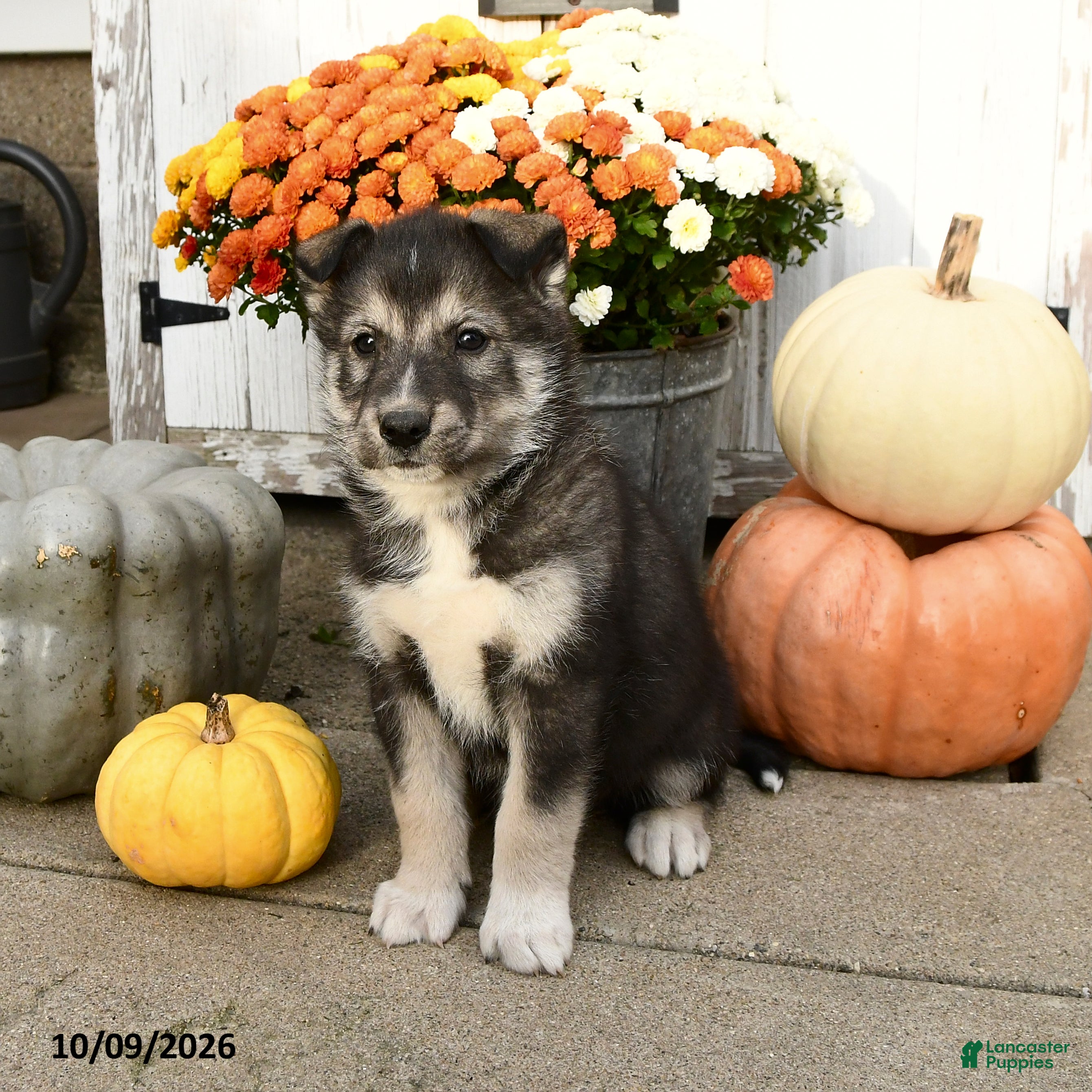 Mixed Breed dogs for sale: Oscar - Ad 2