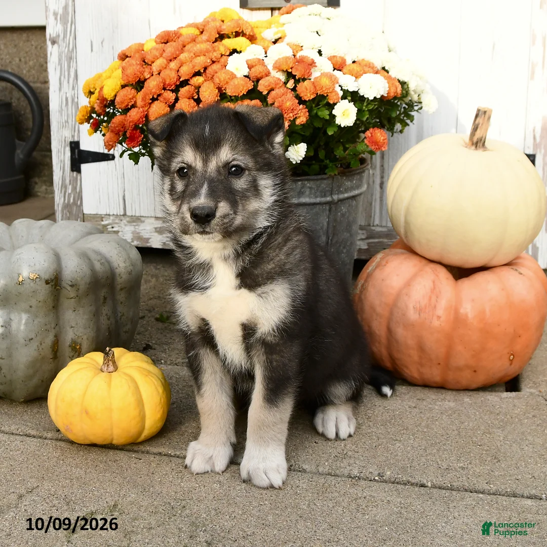 Mixed Breed dogs for sale: Oscar - Ad 2