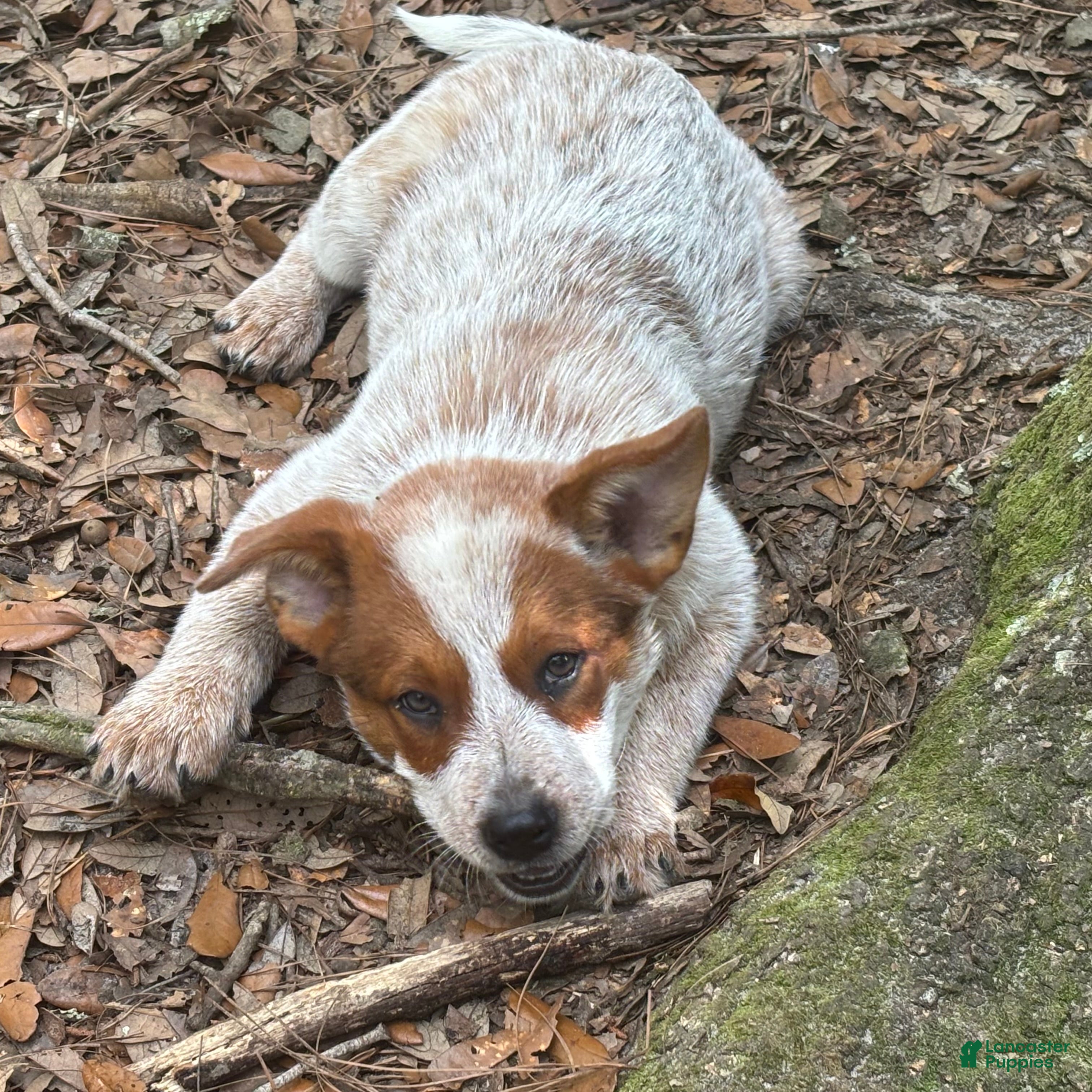 Australian Cattle Dog dogs Australian Cattle Dog Puppy 1 - Ad 1