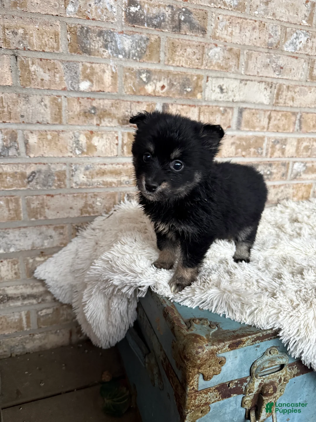 Pomsky dogs for sale: Paisley - Ad 5