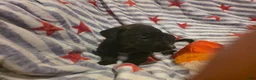 Mixed Breed dogs for sale: Mixed Breed 10 - Ad 3