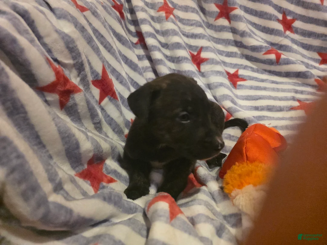Mixed Breed dogs for sale: Mixed Breed 10 - Ad 3