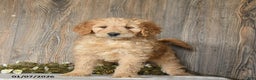 Goldendoodle dogs for sale: Epic - Ad 3
