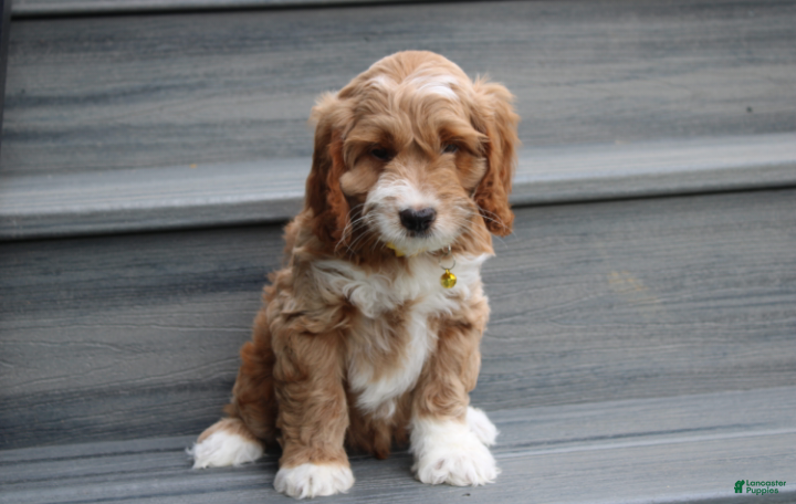 Cockapoo dogs Luka - Ad 1