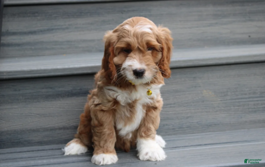Cockapoo dogs for sale: Luka - Ad 1