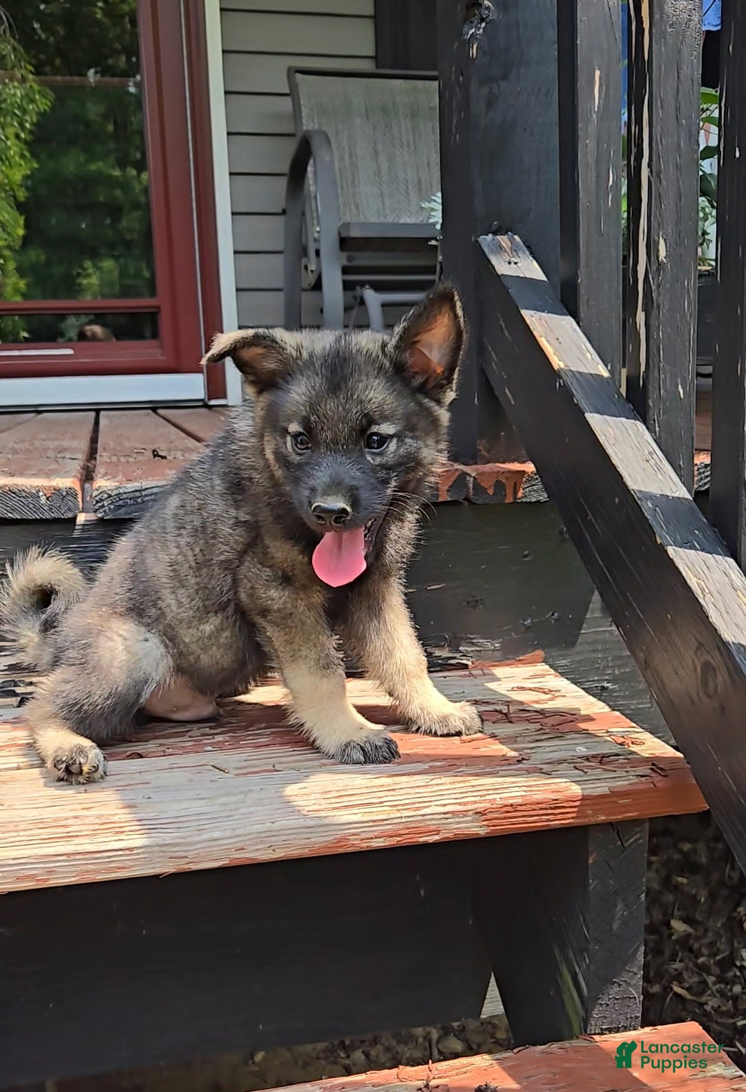 Norwegian Elkhound dogs Bingo - Ad 2