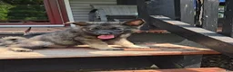 Norwegian Elkhound dogs for sale: Bingo - Ad 2