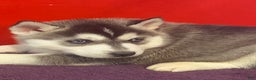 Siberian Husky dogs for sale: Willow  - Ad 1