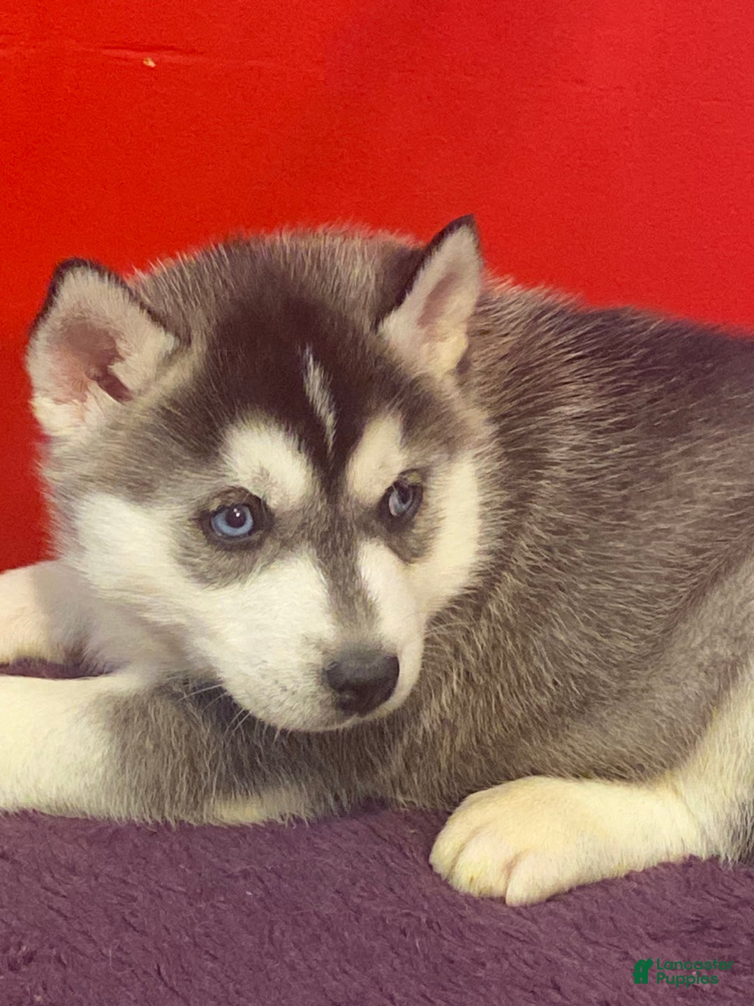 Siberian Husky dogs for sale: Willow  - Ad 1