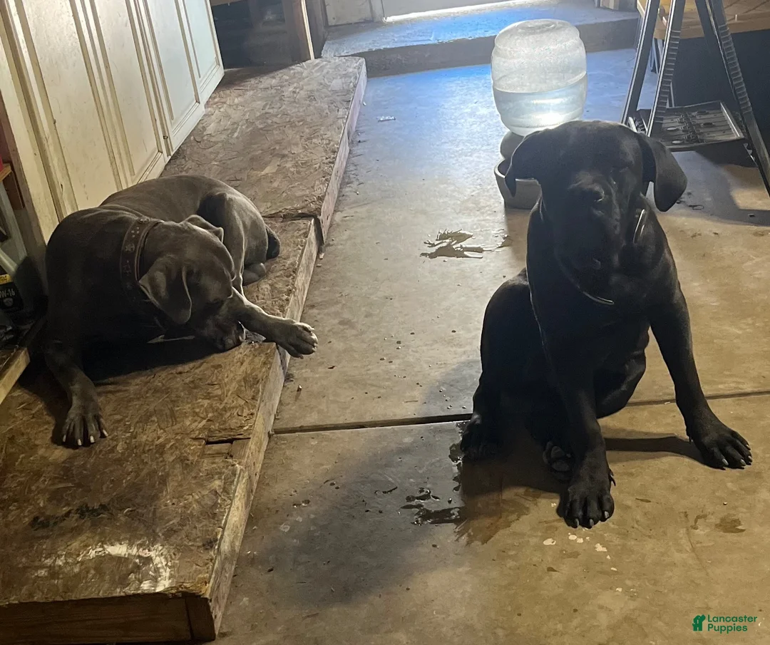 Cane Corso dogs for sale: Cane Corso 1 (black brindle) - Ad 5