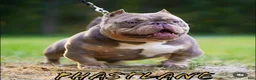 American Bully dogs for sale: American Bully Puppy 1 - Ad 7