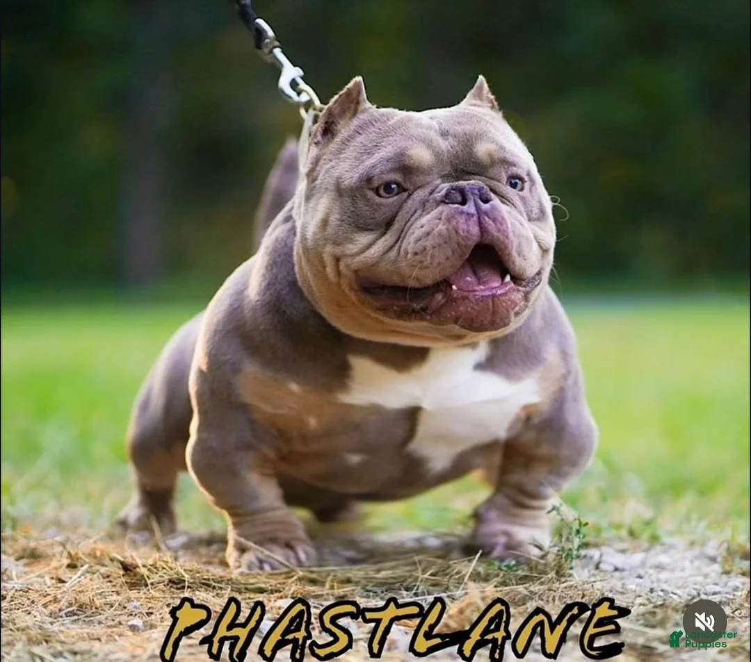 American Bully dogs for sale: American Bully Puppy 1 - Ad 7