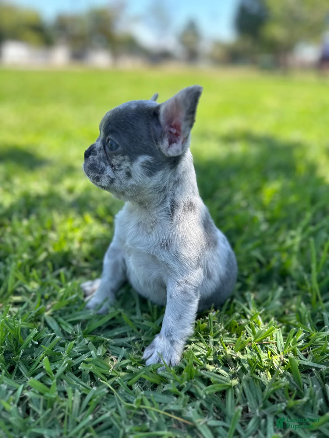 French Bulldog dogs for sale: French Bulldog 2 - Ad 5