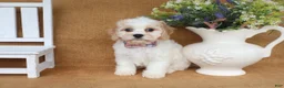 Cavachon dogs for sale: Tucker - Ad 2