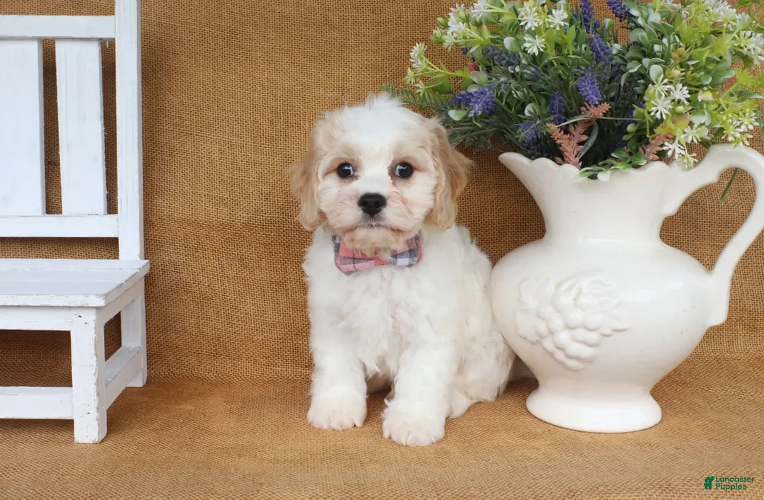 Cavachon dogs for sale: Tucker - Ad 2