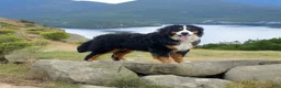 Bernese Mountain Dog dogs for sale: Brooklynn - Ad 7