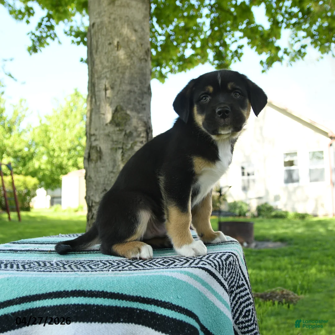 Mixed Breed dogs for sale: Zeke - Ad 2