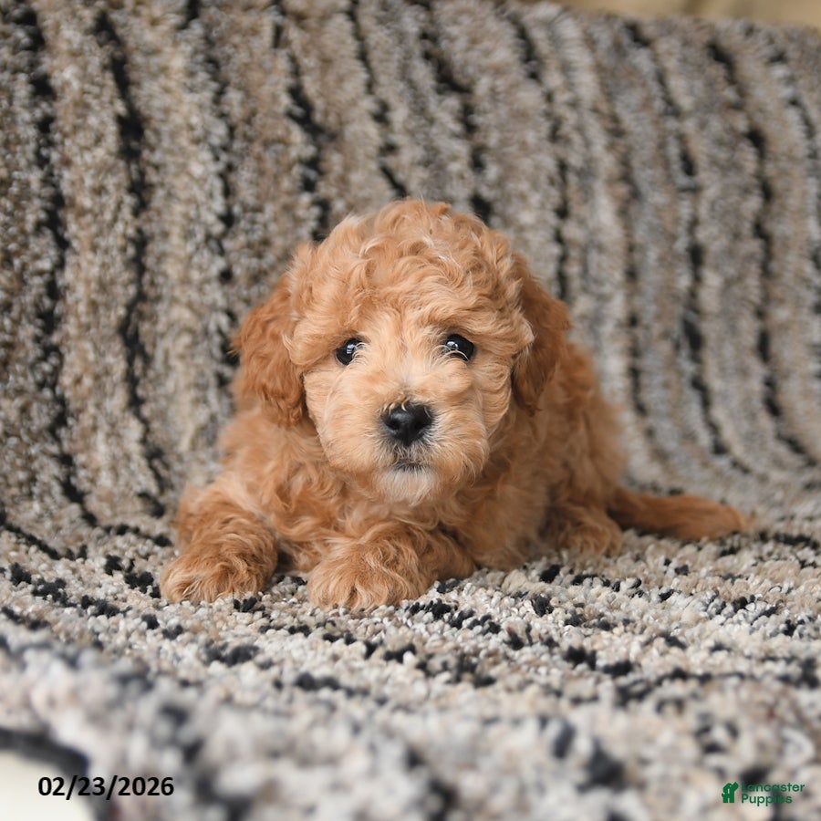 Bichpoo dogs Fancy - Ad 1