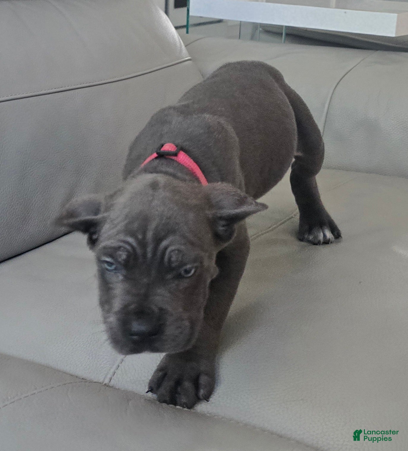Cane Corso dogs Cane Corso 2 - Ad 2
