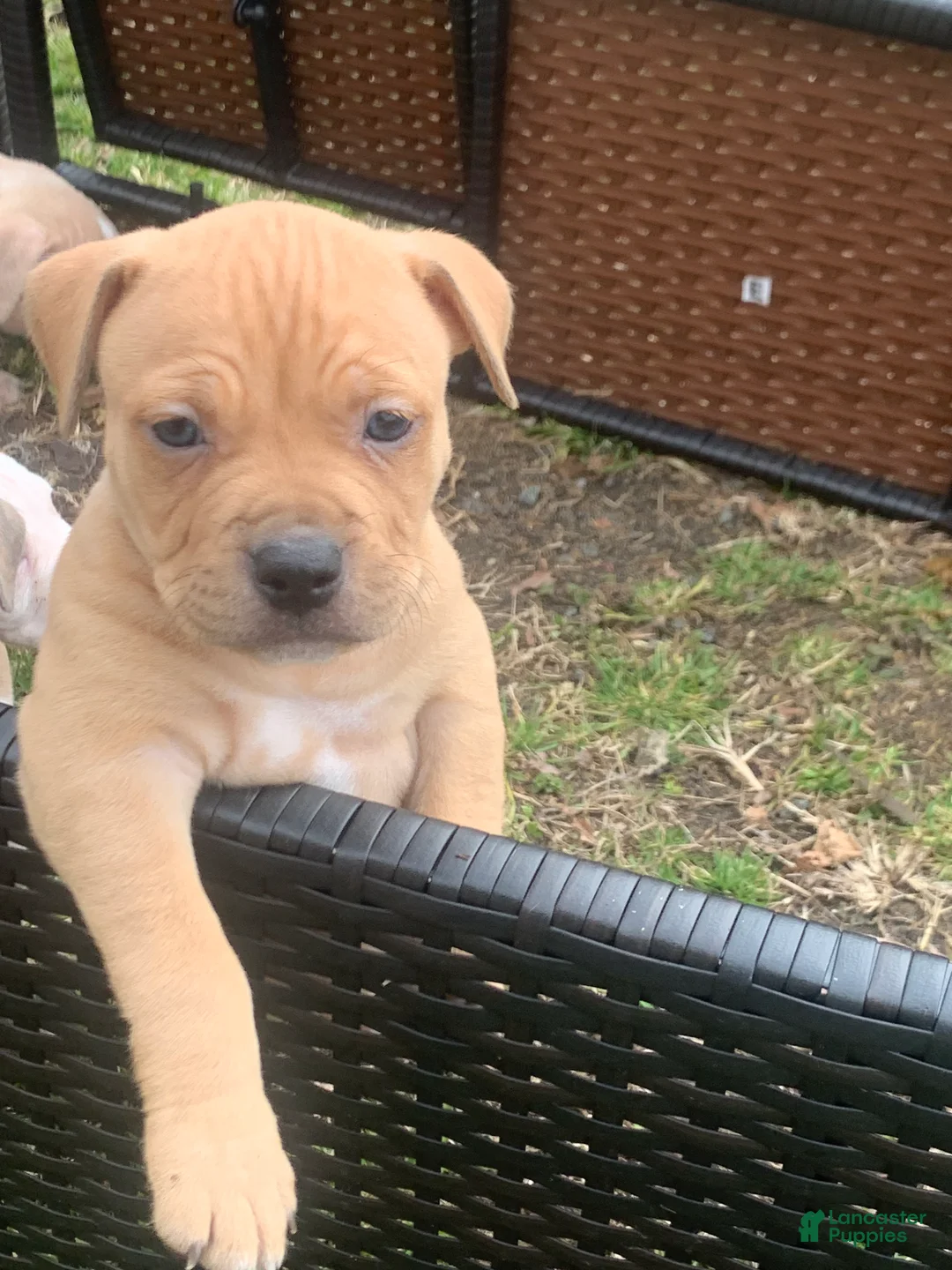American Pit Bull Terrier dogs for sale: American Pit Bull Terrier Puppy 1 - Ad 5