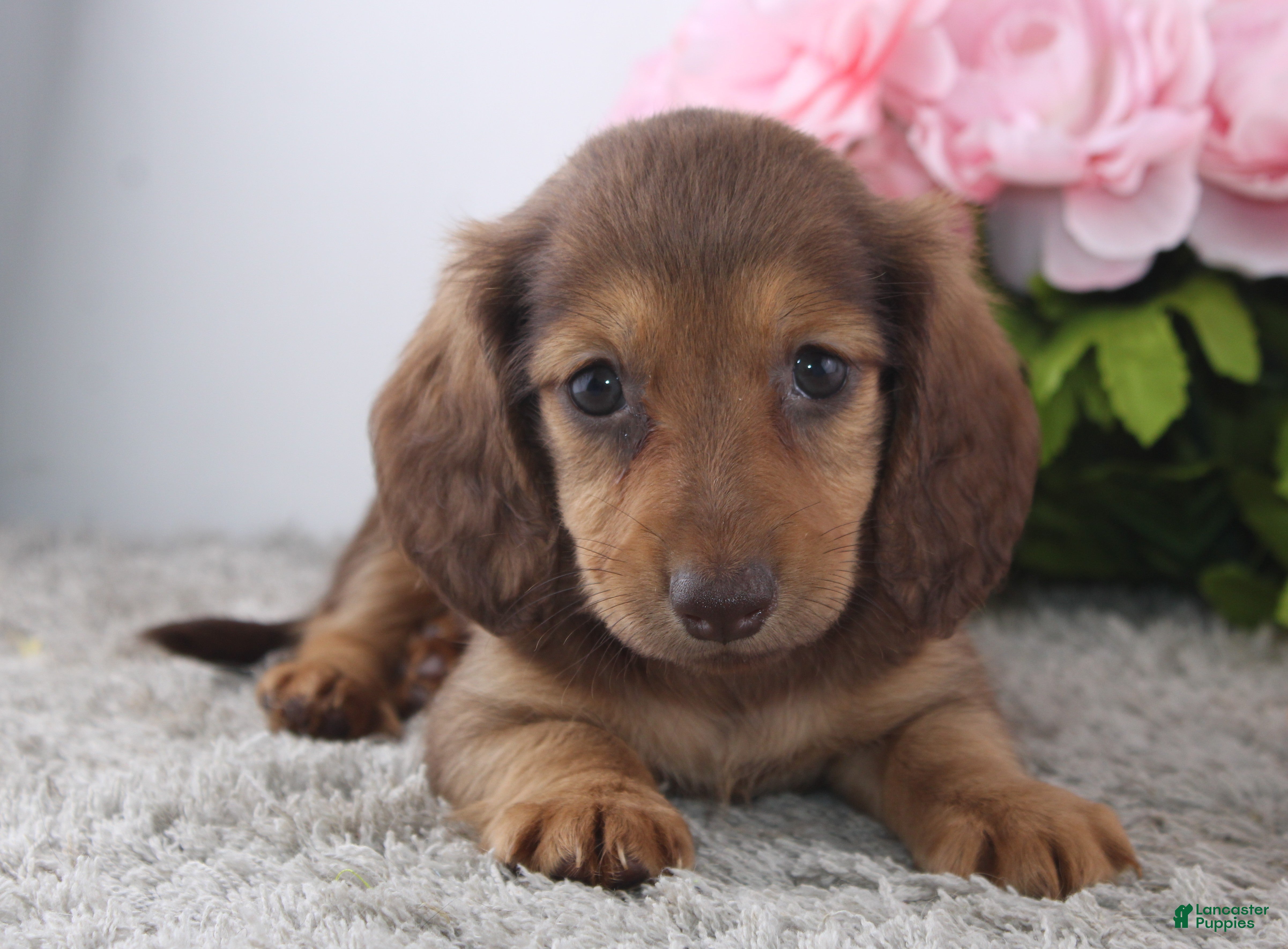 Miniature Dachshund dogs Odelia - Ad 2