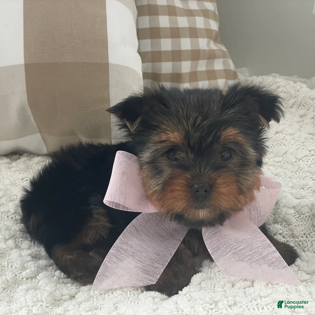 Yorkshire Terrier dogs for sale: Freya - Ad 10