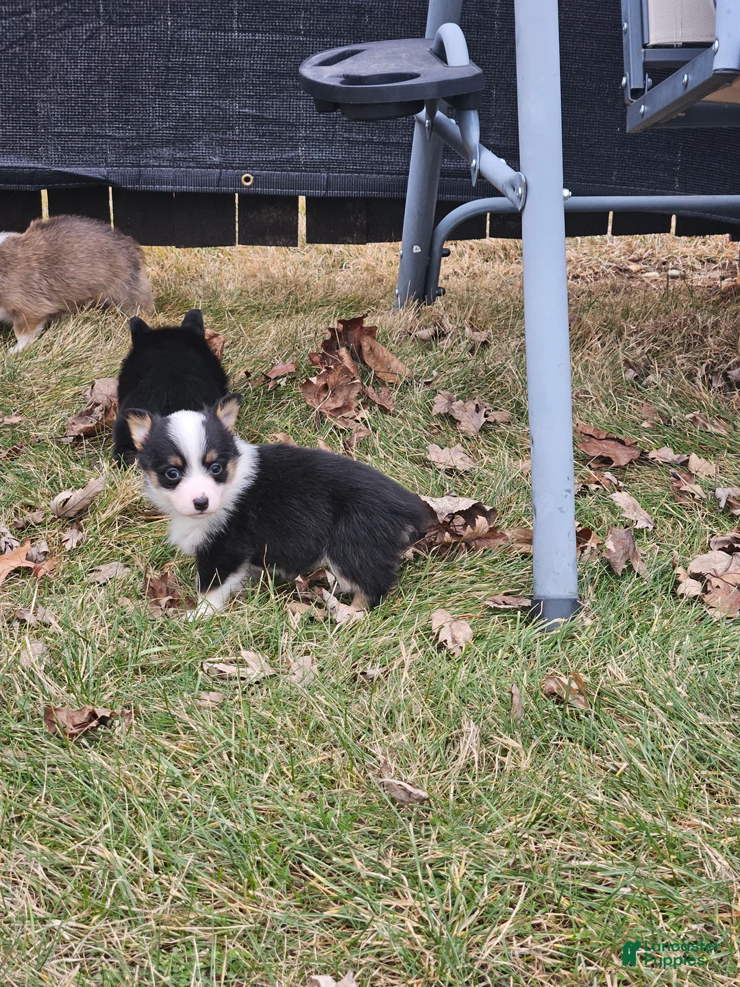 Mixed Breed dogs for sale: Rooster - Ad 8