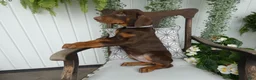 Doberman Pinscher dogs for sale: Doberman Pinscher 1 Sabrina - Ad 5