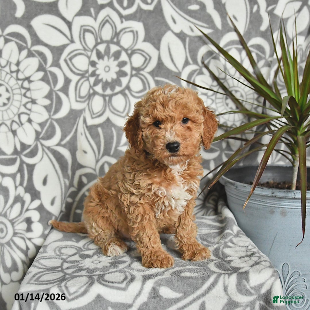 Mini Goldendoodle dogs for sale: Rusty - Ad 4