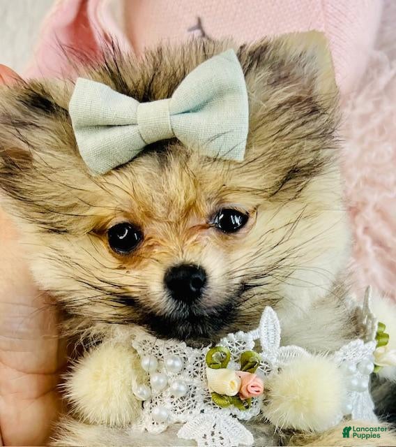 Pomeranian dogs Pomeranian Puppy 1 - Ad 14