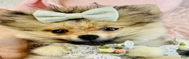 Pomeranian Puppy 1