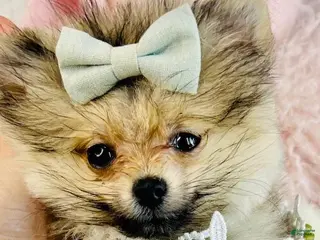 Pomeranian dogs Pomeranian Puppy 1 - Ad 14